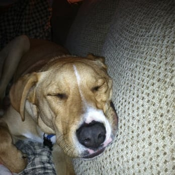 Silicon Valley Animal Control Authority - Jack is the sweetest boy anyone could ask for! Thank you SVACA. He is about 10 months now! - Animal Shelters Near Me - Santa Clara, California