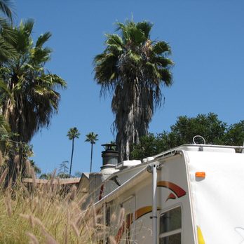 All Access Tree Care - Back palms before cleanup. - Tree Services Near Me - El Cajon, California All Access Tree Care - Back palms before cleanup. - Tree Services Near Me - El Cajon, California