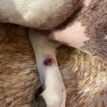Petco - This is the link that the Denton Maryland Petco groomer , then trimmed the dewclaw. She cut the entire thing off. - Pet Training Near Me - Denton, Maryland