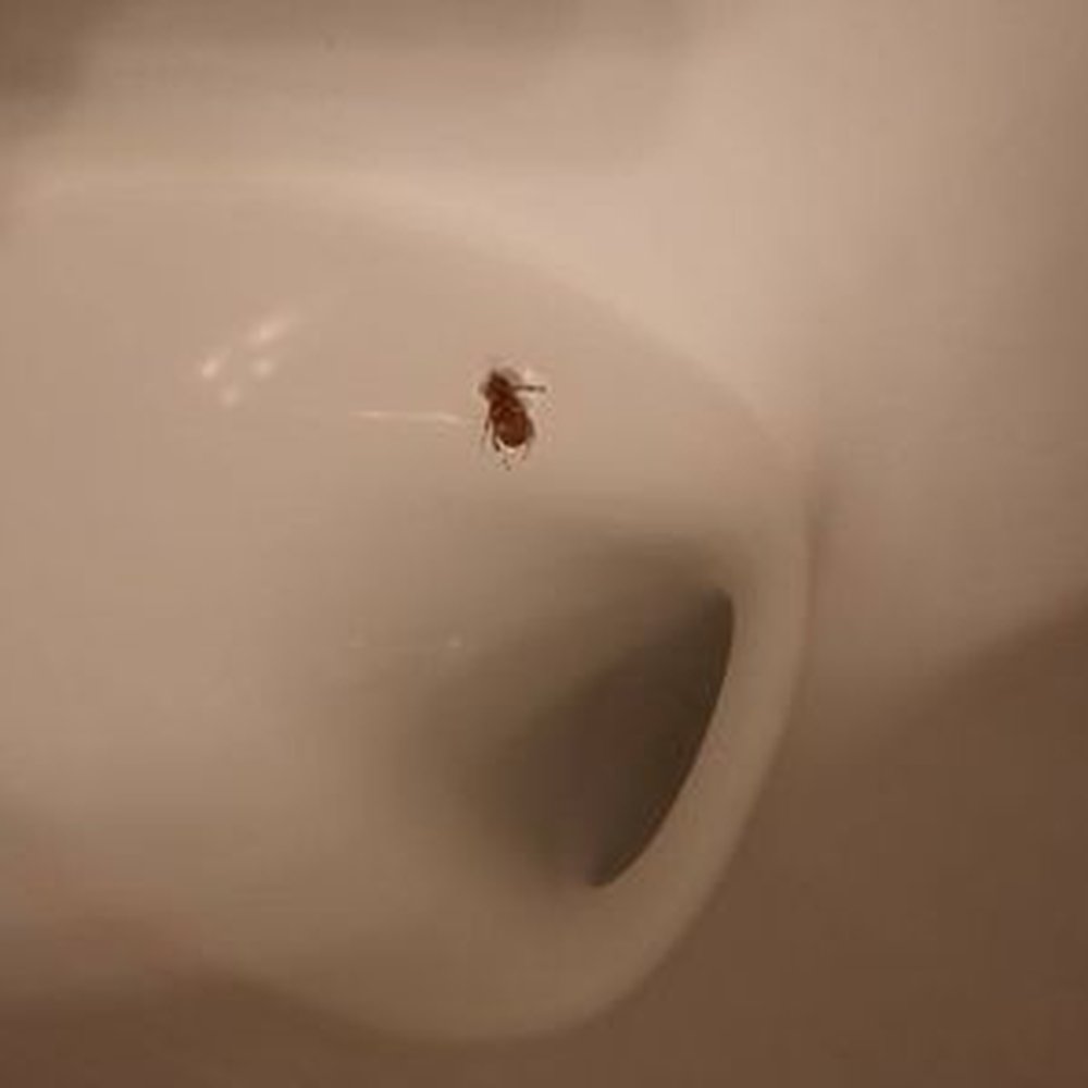 Venue Emerald Coast - First roach found during move in... - Apartments Near Me - Destin, Florida Venue Emerald Coast - First roach found during move in... - Apartments Near Me - Destin, Florida