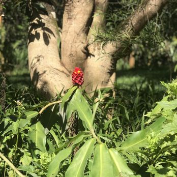 Twin Falls Trail - Hiking Near Me - Haiku, Hawaii Twin Falls Trail - Hiking Near Me - Haiku, Hawaii