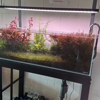 Tea Vibe - Fish tanks!! - Bubble Tea Near Me - Lincoln, Nebraska Tea Vibe - Fish tanks!! - Bubble Tea Near Me - Lincoln, Nebraska