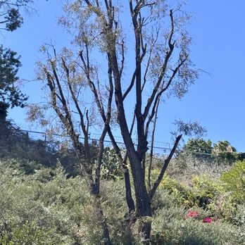 Jae Tree Service - After haircut - Tree Services Near Me Jae Tree Service - After haircut - Tree Services Near Me