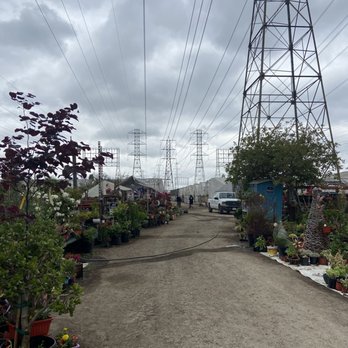 Mezcala Nursery - Nurseries & Gardening Near Me - Long Beach, California Mezcala Nursery - Nurseries & Gardening Near Me - Long Beach, California
