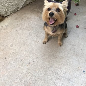 The Wag Dog Salon - Pet Groomers Near Me - Chandler, Arizona