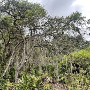 Gladys E. Douglas Preserve - Parks Near Me - Clearwater, Florida
