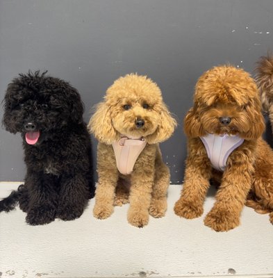 City Bark Miami by null