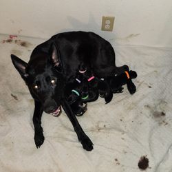 Belaire Animal Hospital - 2/2/24 Mikas a 1st time mama.