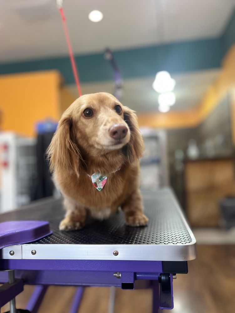 SOLANO’S ULTIMUTT GROOMING Updated October 2024 32 Photos 177