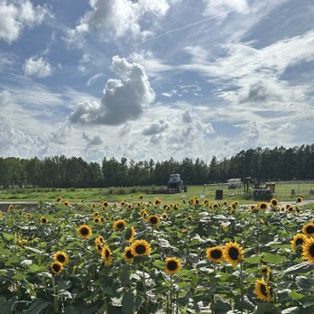 Hickory Ridge Farm - Sunflowers - Farmers Market Near Me - Chesapeake, Virginia Hickory Ridge Farm - Sunflowers - Farmers Market Near Me - Chesapeake, Virginia