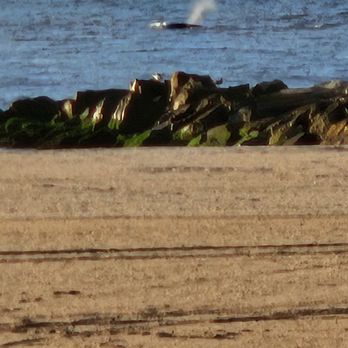 Rockaway Beach and Boardwalk - Whales off of Rockaway Beach - Beaches Near Me - Far Rockaway, New York