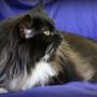 Photo of Kitty Clips