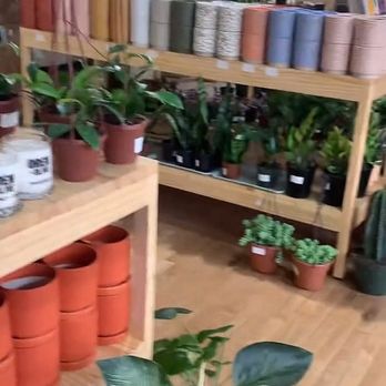 Indigo Plant Collective - Plants and pots - Home & Garden Near Me - Milwaukee, Wisconsin Indigo Plant Collective - Plants and pots - Home & Garden Near Me - Milwaukee, Wisconsin