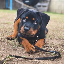 Blackwood Canine