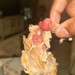 Pollo Tropical - Chicken