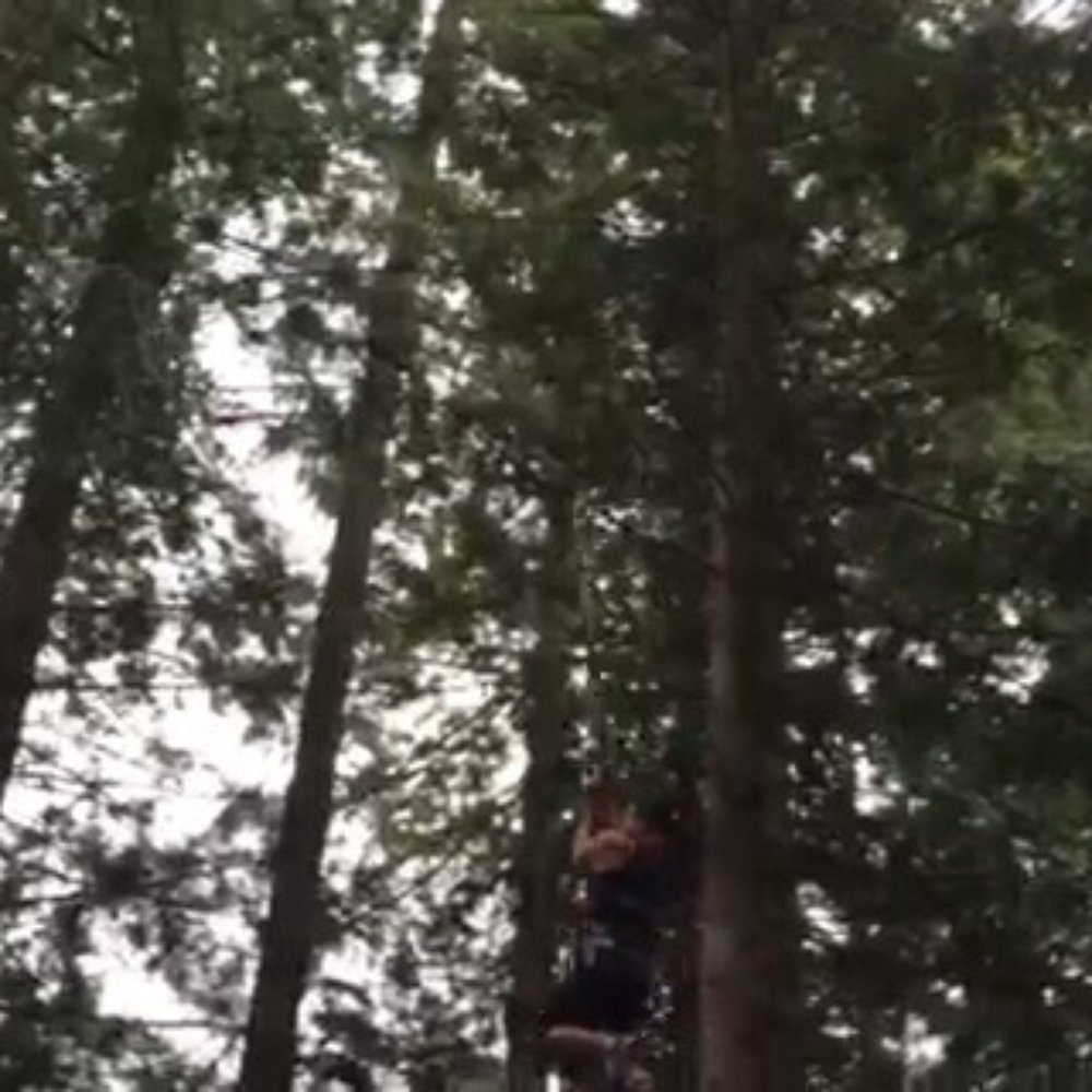 In the trees In the trees