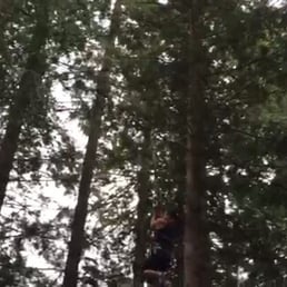In the trees