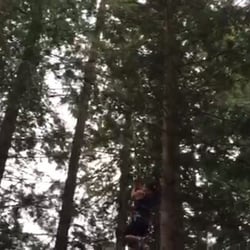 WildPlay Element Parks - In the trees