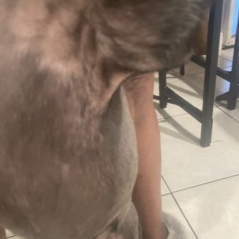 Cut & Dry Pet Salon - Raw skin - Pet Groomers Near Me - Glendale, Arizona