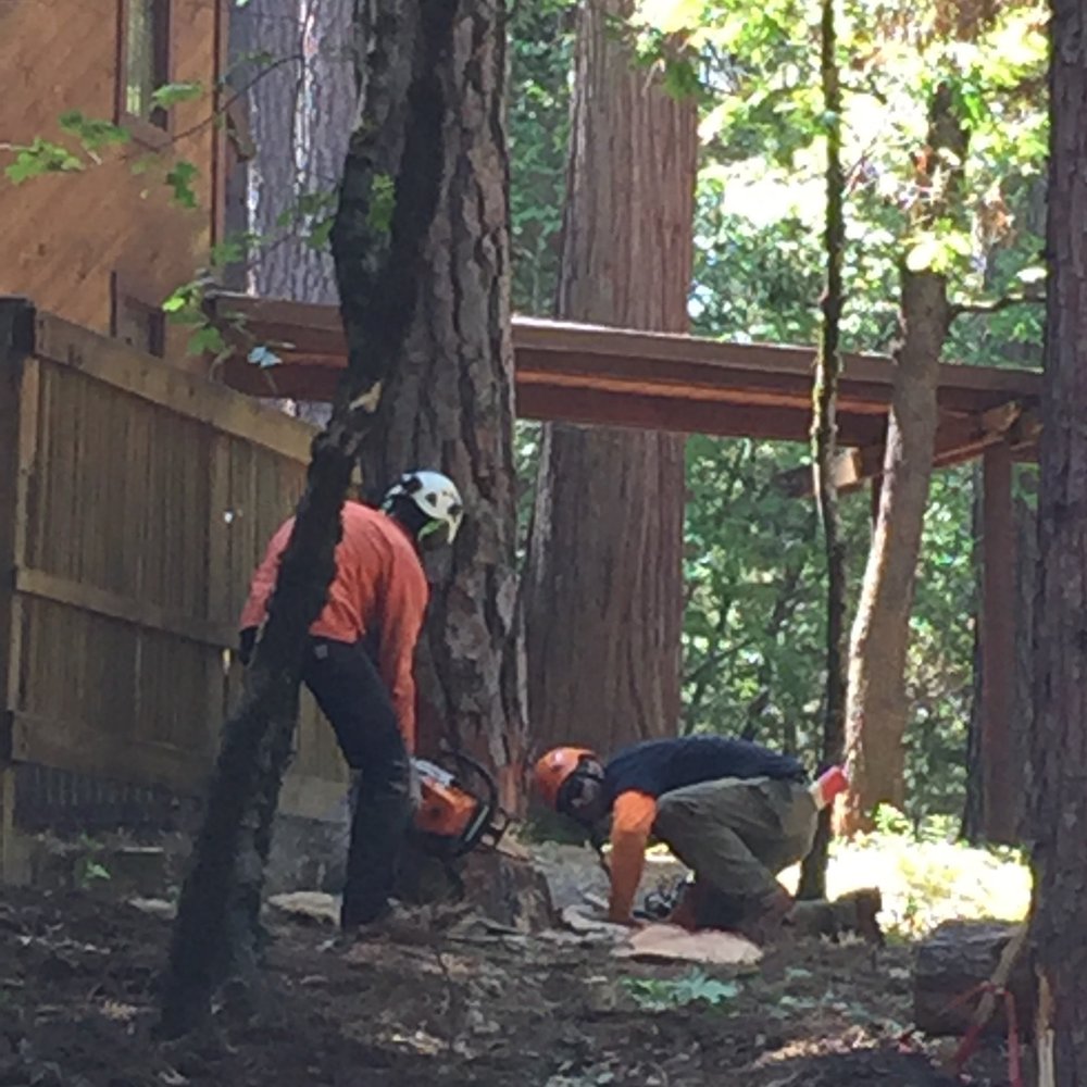 Crown Tree Service - Great teamwork! - Tree Services Near Me - Nevada City, California Crown Tree Service - Great teamwork! - Tree Services Near Me - Nevada City, California