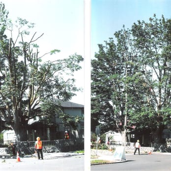 Chandler's Tree & Stump Service - Trees that were way over grown. We reduced the canopy for safety and for the health of the tree - Tree Services Near Me - Snohomish, Washington Chandler's Tree & Stump Service - Trees that were way over grown. We reduced the canopy for safety and for the health of the tree - Tree Services Near Me - Snohomish, Washington