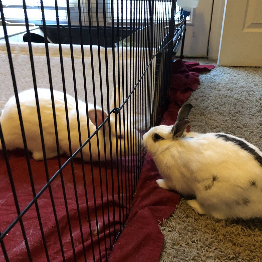 PetSmart - Ziggy and Bun Bun getting acquainted - Pet Groomers Near Me - Henderson, Nevada PetSmart - Ziggy and Bun Bun getting acquainted - Pet Groomers Near Me - Henderson, Nevada