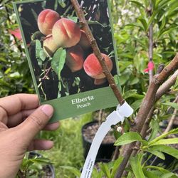 Country Mile Gardens - Peach tree