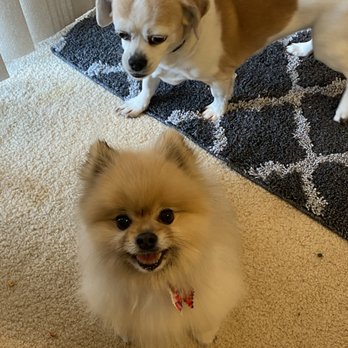 Pets R People 2 - Paxie and his Sister Ruby - Pet Groomers Near Me - Hemet, California Pets R People 2 - Paxie and his Sister Ruby - Pet Groomers Near Me - Hemet, California
