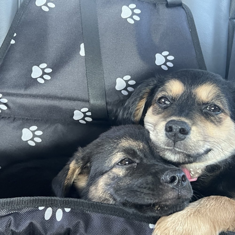 Our two latest family members and different personality Our two latest family members and different personality