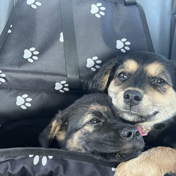 Unleashed by Petco - Our two latest family members and different personality - Pet Training Near Me - Monrovia, California
