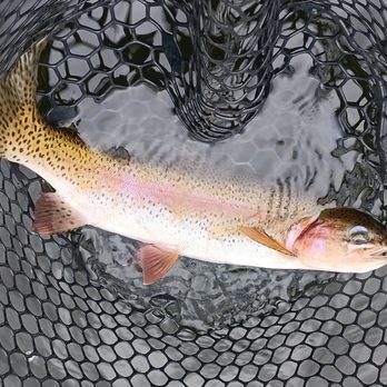 Grid North Guide Service - Rainbow Trout - Fishing Near Me Grid North Guide Service - Rainbow Trout - Fishing Near Me