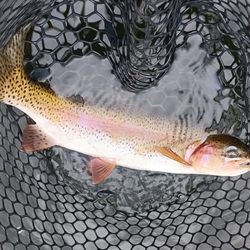 Grid North Guide Service - Rainbow Trout