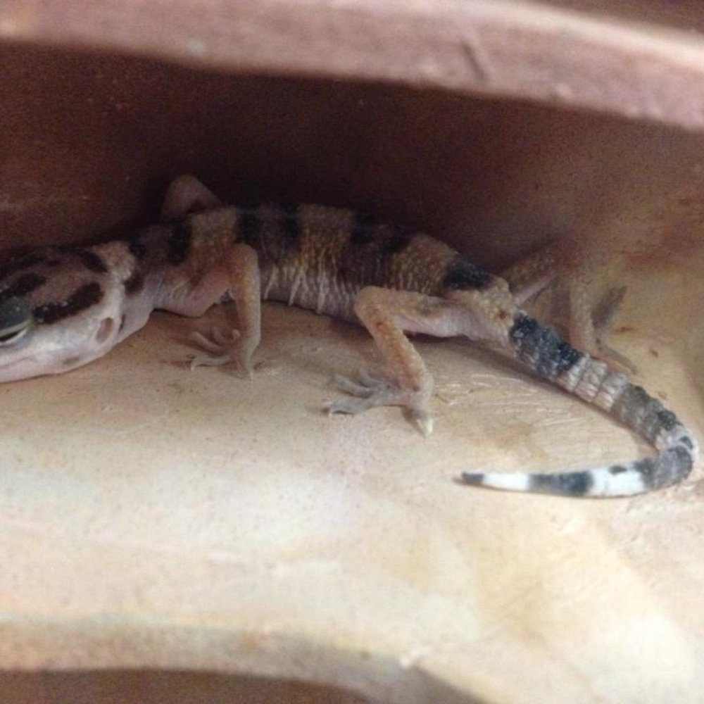 Petco - Sick leopard gecko for sale at the Petco in Redlands in Dec 2013 (please read review for more info) - Pet Stores Near Me - Redlands, California