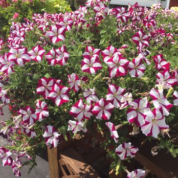 Johnson's Farm Produce - Blooms - Fruits & Veggies Near Me - Hobart, Indiana