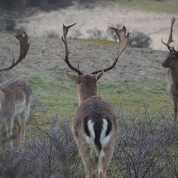 Amsterdamse Waterleidingduinen