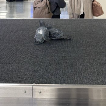 Newark Airport Terminal C - These little guys calling Baggage Claim 3 home. - Airport Terminals Near Me - Newark, New Jersey Newark Airport Terminal C - These little guys calling Baggage Claim 3 home. - Airport Terminals Near Me - Newark, New Jersey
