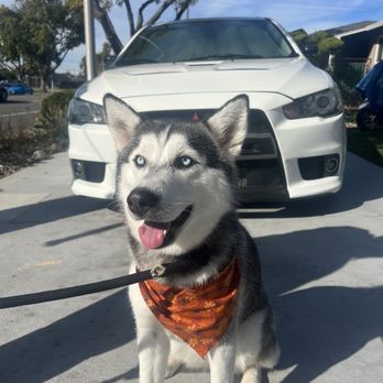 Doggie Grooming Styles - Pet Groomers Near Me - Campbell, California Doggie Grooming Styles - Pet Groomers Near Me - Campbell, California