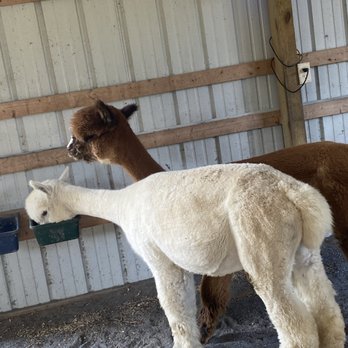 Outstanding Dreams Farm - Attraction Farms Near Me - Preston, Maryland