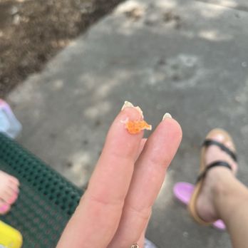 Cousins Maine Lobster - Denver - Piece of shell found in lobster roll food truck - Seafood Near Me Cousins Maine Lobster - Denver - Piece of shell found in lobster roll food truck - Seafood Near Me