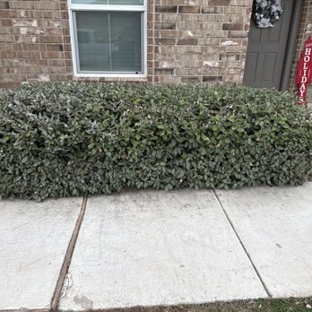 Top Lawn Service - The bushes were trimmed. - Lawn Services Near Me - San Antonio, Texas Top Lawn Service - The bushes were trimmed. - Lawn Services Near Me - San Antonio, Texas