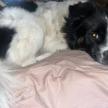 Bark If You’re Dirty - Phoenix - LilyRay waking up fluffed up && super soft! - Pet Stores Near Me - Phoenix, Arizona Bark If You’re Dirty - Phoenix - LilyRay waking up fluffed up && super soft! - Pet Stores Near Me - Phoenix, Arizona
