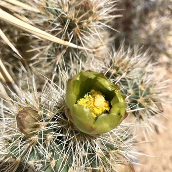 Late Night Trailhead - Blooming prickly pear cactus - Hiking Near Me - Blue Diamond, Nevada
