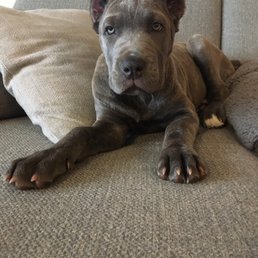 I Love this place.The Dr here is great!She cropped my puppies ears and they look great! Instead of using a scalpel she uses a laser. I Love this place.The Dr here is great!She cropped my puppies ears and they look great! Instead of using a scalpel she uses a laser.