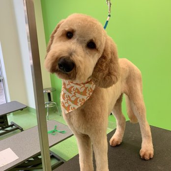 Citydog! Club - Best groomers around for doodles! - Pet Sitting Near Me - Addison, Texas