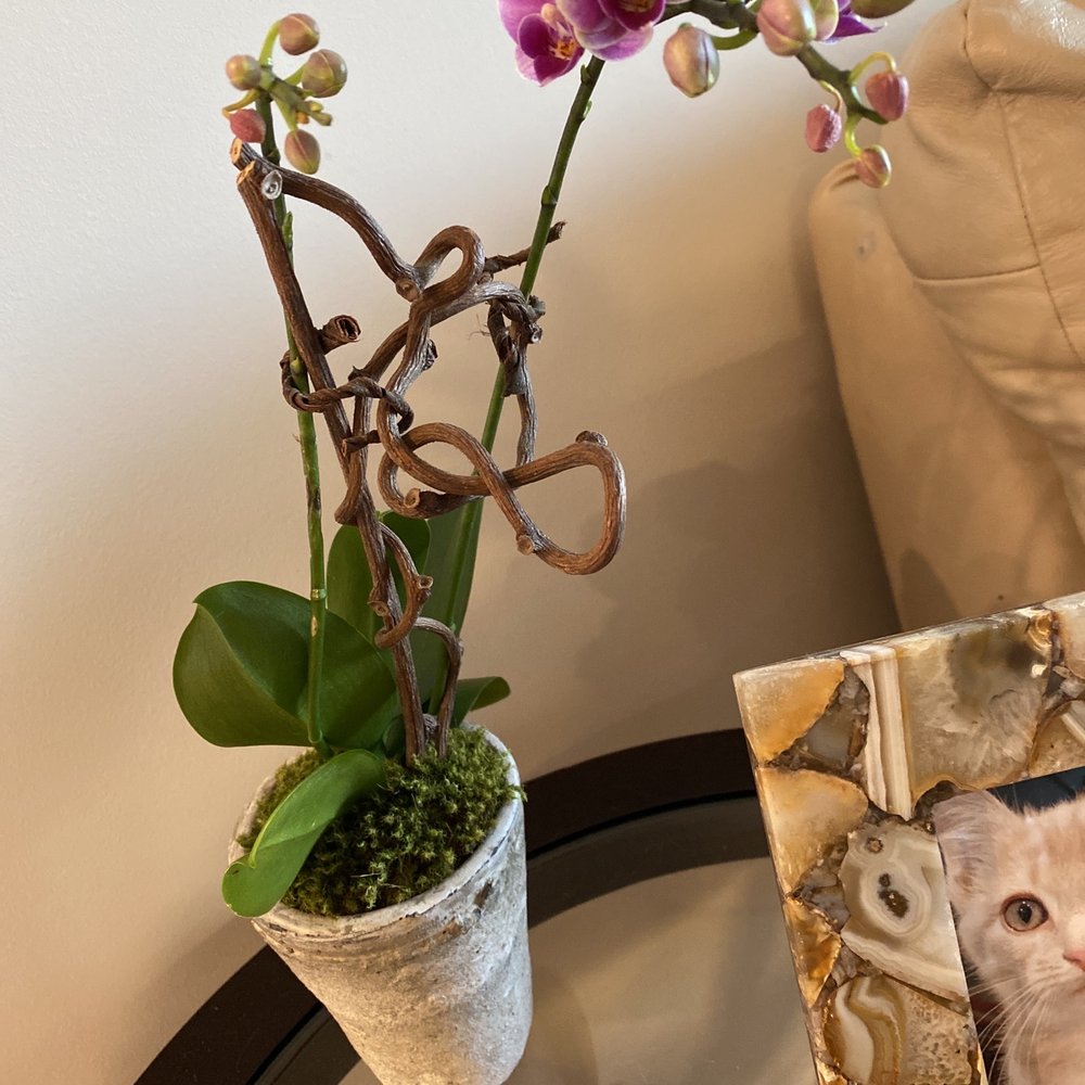 Le Jardin Francais - $45 orchids - Florists Near Me - Atlanta, Georgia