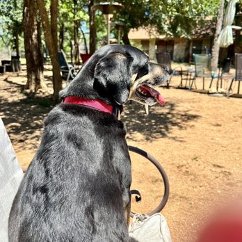 Doghouse Drinkery Dog Park - Happily tuckered out! - Dog Parks Near Me - Leander, Texas Doghouse Drinkery Dog Park - Happily tuckered out! - Dog Parks Near Me - Leander, Texas