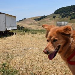 Tara Firma Farms - Dog friendly farm tours