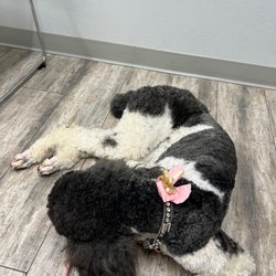 Phoenix Veterinary Referral & Emergency Center - Not feeling our best