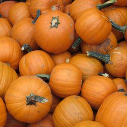 Sholan Farms - Sholan Farms Pumpkins