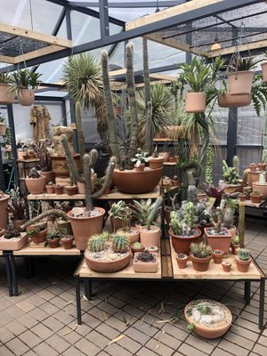 Cactus Store by null
